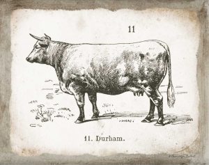 French Cow II