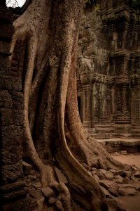 Roots and Ruins I