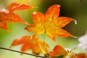 Fall Leaves III