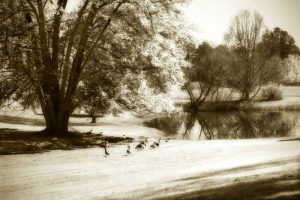 Geese at the Pond II