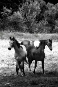 The Horses Three I