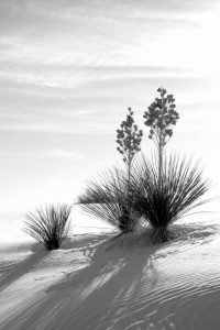 Yucca At White Sands II