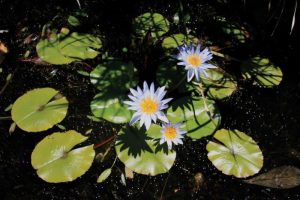 Blue Water Lily I