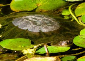 Water Lily Turtle