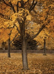 Fall Tree Grove II