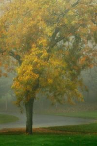 Colors in the Mist V