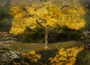 Autumn Reflections III