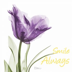 Smile Always Tulip
