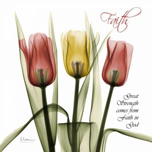 Faith Tulips
