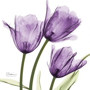 Purple Trio Tulips