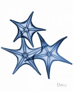 Blue Trio Starfish