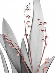 Lily of the Blush 1