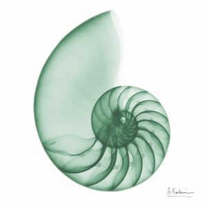 Jade Water Snail 2