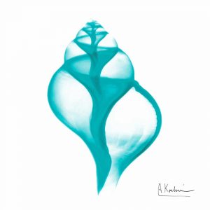 Turquoise Tulip Shell