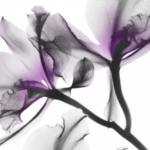 Lavender Luster 1