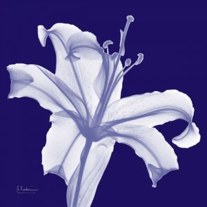 Lily White on Purple