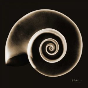 Rams horn Snail Shell Sepia