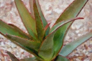 Desert Aloe