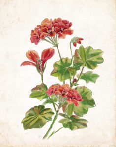 Scarlet Botanical II