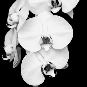 Orchid Portrait I