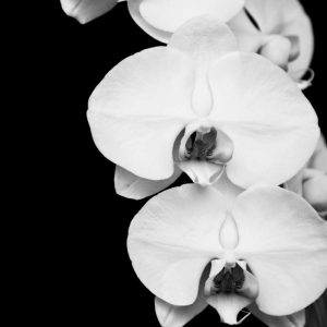 Orchid Portrait II