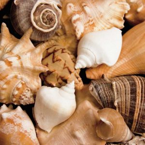 Beachside Shells