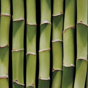 Bamboo Lengths