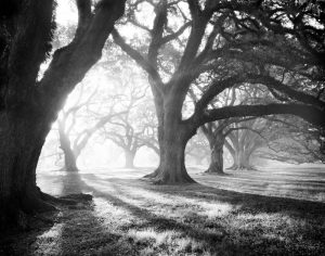 Oak Alley, Light and Shadows