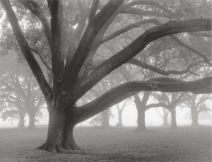 Oak Grove in Fog