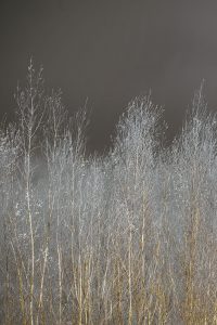 Silver Forest I