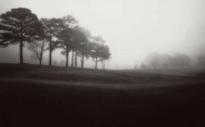 Fog Tree Study III