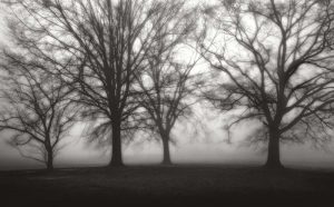 Fog Tree Study IV