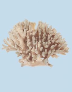 Coral I