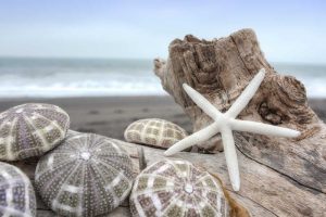 Crescent Beach Shells 5