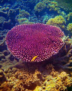 Barrier Reef Coral II