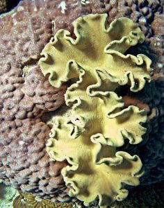Barrier Reef Coral IV