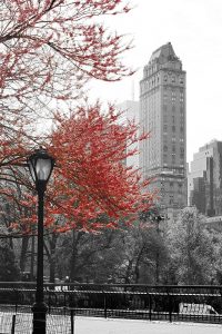 Central Park with Red Tree