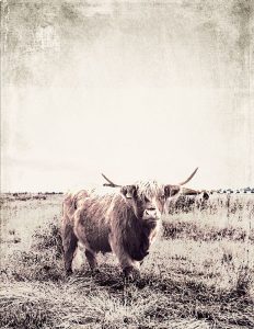 Vintage Highland Cattle