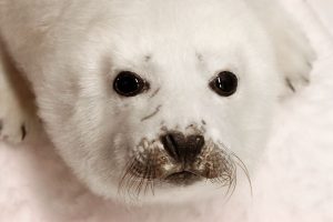 Arctic Seal Pup