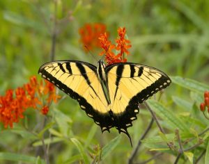 Black Yellow Butterfly I