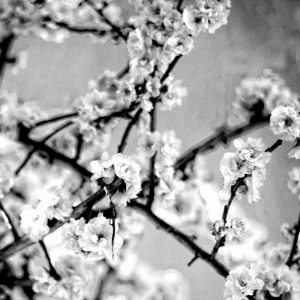 Black and White Blossoms I