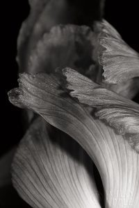 Iris Abstract I