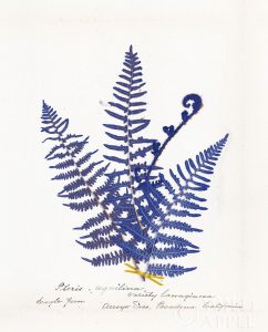 Botanical Fern IV Blue Light