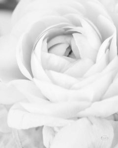 Black and White Petals III