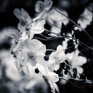 Black and White Anemones