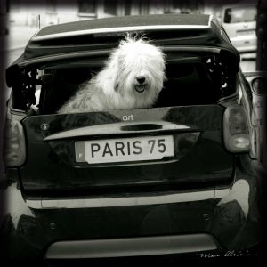 Paris Dog I