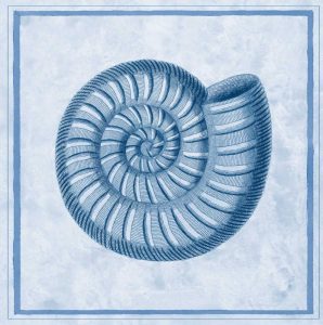 Blue Nautilus A