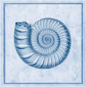 Blue Nautilus B