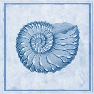 Blue Nautilus C