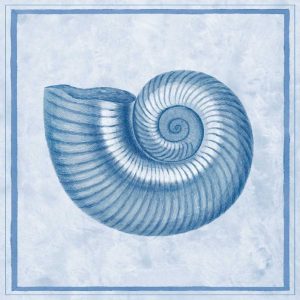 Blue Nautilus D